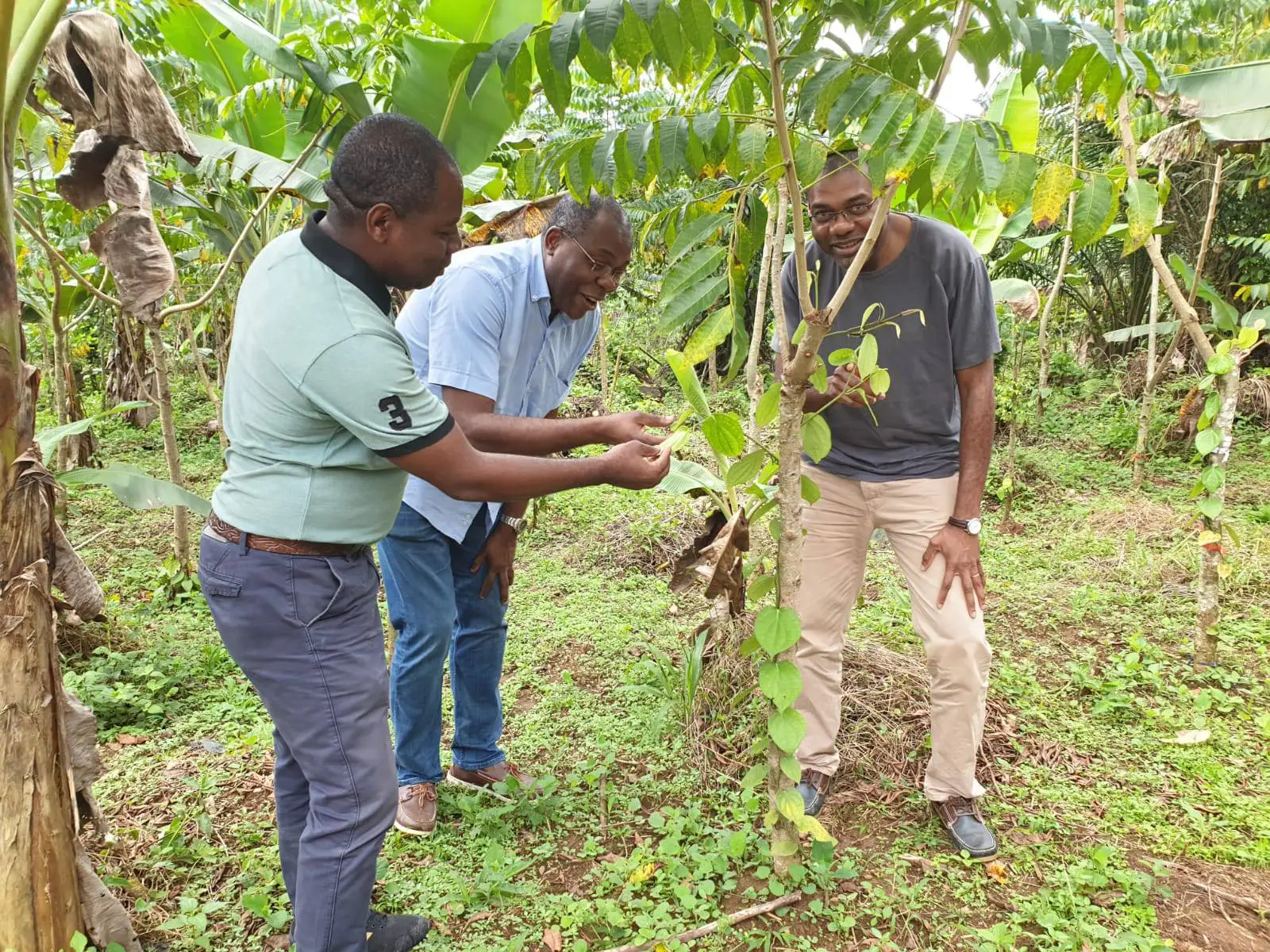 Notre plantation de poivre au Cameroun