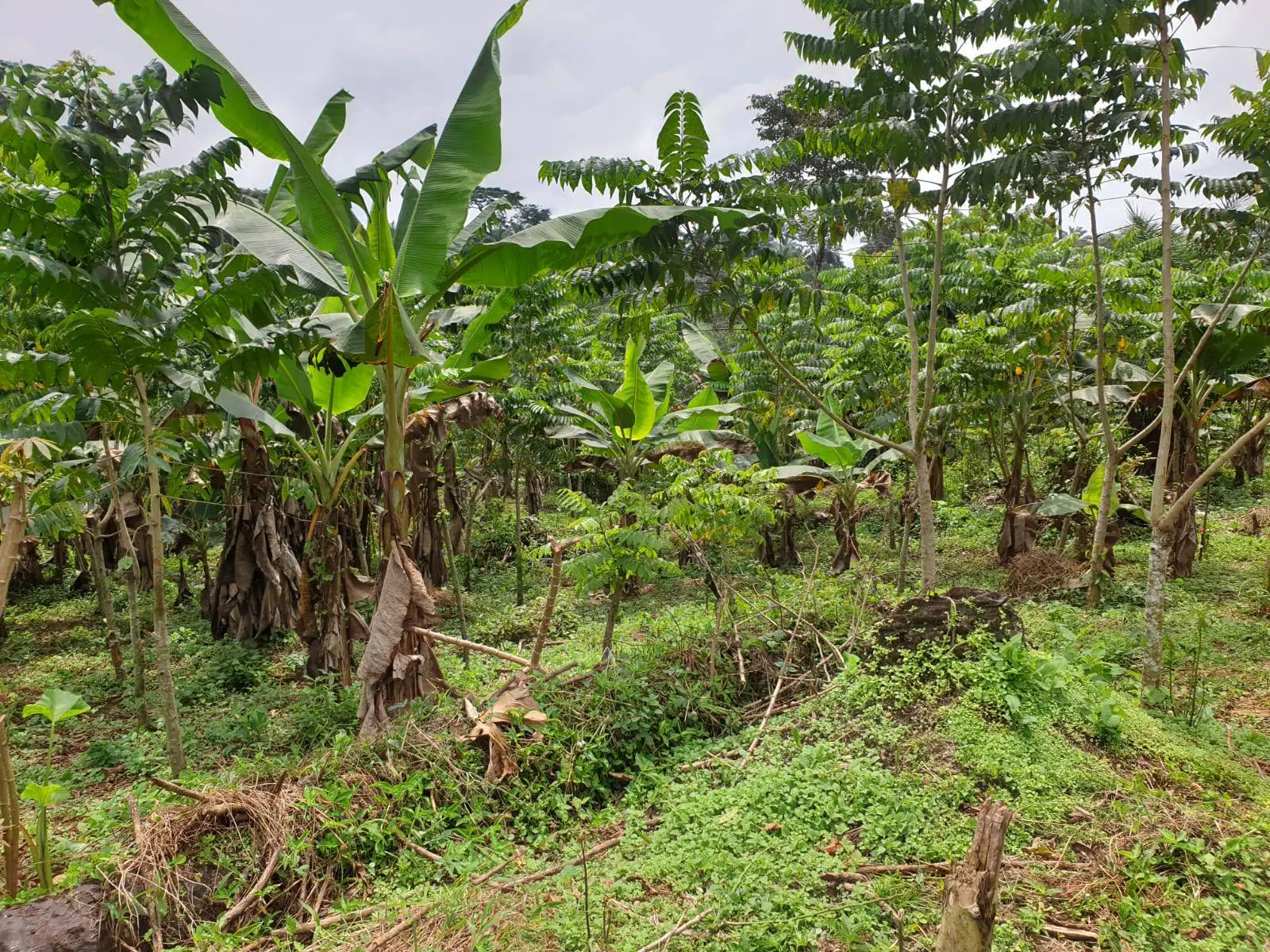 Plantation de poivre blanc au Cameroun